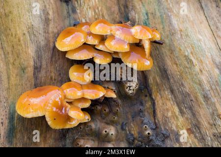 Samtiger Schaftpilz (Flammulina velutipes) Fruchtkörper an einem Elternstumpf (Sambucus nigra). Powys, Wales. Februar. Stockfoto