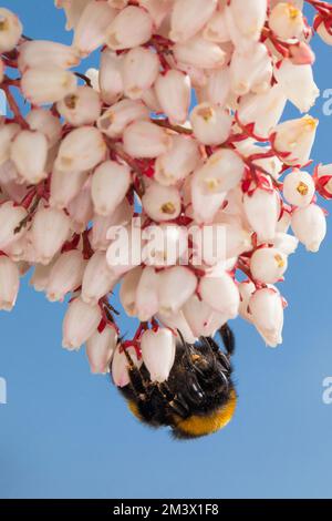 Bumblebee (Bombus terrestris), Erwachsene Königin, die im Frühling Pieris japonica-Blumen in einem Garten isst. Powys, Wales. März. Stockfoto