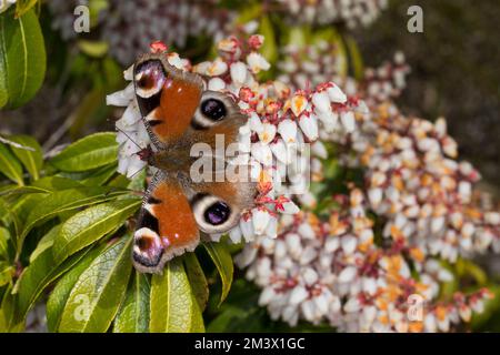 Peacock Butterfly (Aglaiis io) – Erwachsenenfütterung von Pieris japonica-Blumen in einem Garten im Frühling. Powys, Wales. März. Stockfoto
