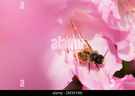 Rote Masonenkeule (Osma bicornis) in einer Rhododendron-Blume in einem Garten ruhend. Powys, Wales. Mai Stockfoto