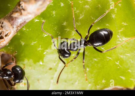 Jet-Ameisen-Arbeiter (Lasius fuliginosus). Powys, Wales. Mai. Stockfoto