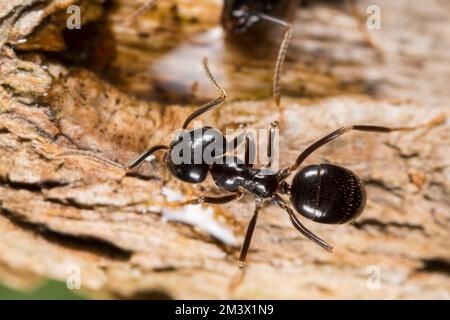 Jet-Ameisen-Arbeiter (Lasius fuliginosus). Powys, Wales. Mai. Stockfoto