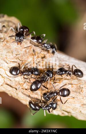 Jet-Ameisen-Arbeiter (Lasius fuliginosus). Powys, Wales. Mai. Stockfoto