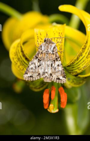 Tawny Shears (Hadena perplexa) Motte, die auf einer Blume der pyreneanischen Lilie (Lilium pyrenaicum) in einem Garten ruht. Powys, Wales. Juni. Stockfoto