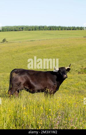 Welsh Black Drecksack auf einem Bio-Bauernhof. Powys, Wales. Juni. Stockfoto