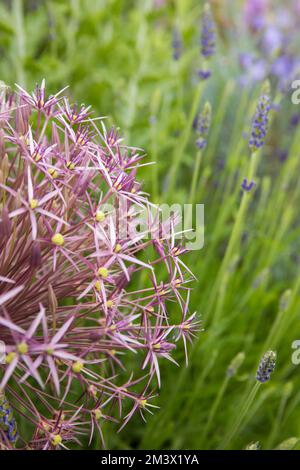 Allium christphii blüht zwischen Lavendel und Campanula in einem erhöhten „mediterranen“ Bett in einem Garten. Powys, Wales. Juni. Stockfoto