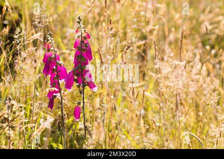 Foxglove (Digitalis purpurea) blüht auf einer Wiese. Powys, Wales. Juli Stockfoto