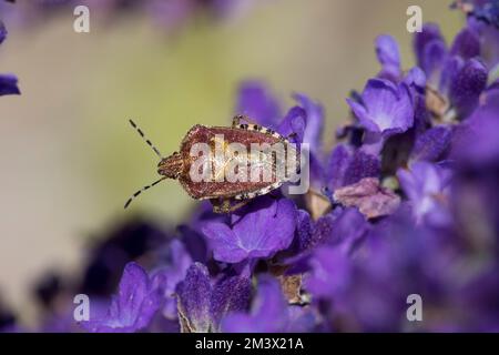 Haariger Shieldbug (Dolycoris Baccarum) auf Lavendelblumen im Garten. Powys, Wales. Juli. Stockfoto