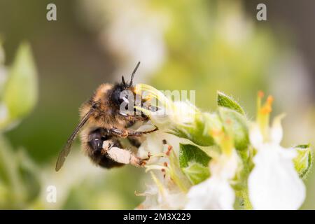 Gabel-Schwanzblumenbiene (Anthrophora furcata) weibliche, die Nektar und Pollen von Teucrium-Blumen in einem Garten sammelt. Powys, Wales. Juli. Stockfoto