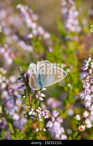 Blauer Schmetterling (Polyommatus icarus) weibliche Fütterung von Heather (Calluna vulgaris). Powys, Wales. August. Stockfoto