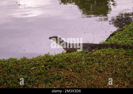 Asiatische Wassereidechse auf Gras neben einem See im Lumphini Park, Bangkok, Thailand Stockfoto