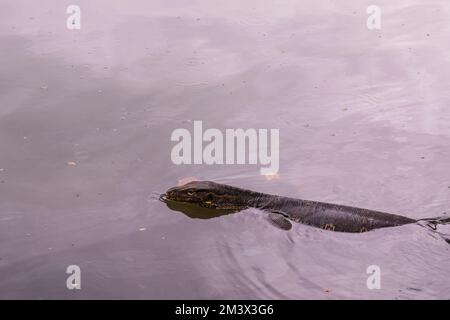 Asiatische Wassereidechse schwimmt auf einem See im Lumphini Park, Bangkok, Thailand Stockfoto