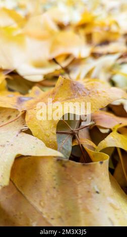 Nahaufnahme von herbstgefallenen Blättern. Selektiver Fokus. Vertikale Fotografie. Stockfoto