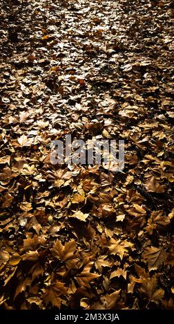 Herabfallende Blätter im Herbst, auf die ein Sonnenstrahl fällt und Reflexionen erzeugt. Selektiver Fokus. Vertikale Fotografie. Stockfoto