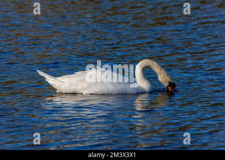 Ein heller, sonniger, stummer Schwan, der das Sonnenlicht einfängt Stockfoto