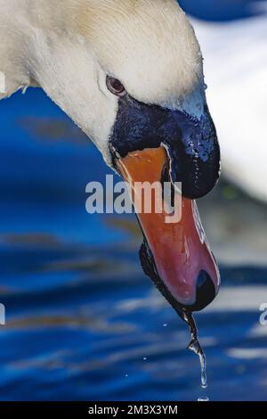 Ein heller, sonniger, stummer Schwan, der das Sonnenlicht einfängt Stockfoto