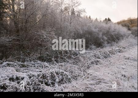 Starke Frostansammlungen auf der Vegetation im Dezember 2022. Cothi Valley, Carmarthenshire, Wales, Großbritannien Stockfoto