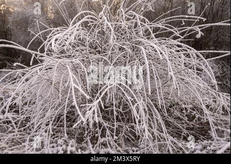 Starke Frostansammlungen auf der Vegetation im Dezember 2022. Cothi Valley, Carmarthenshire, Wales, Großbritannien Stockfoto