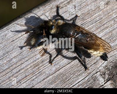 Eine gelbe Mordfliege oder eine gelbe Räuberfliege mit einer Hummel als Beute Stockfoto