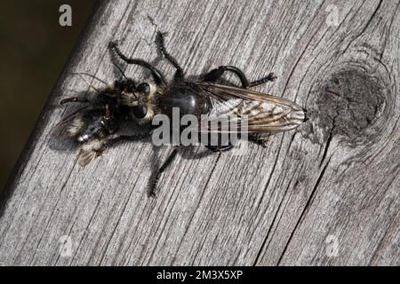 Eine gelbe Mordfliege oder eine gelbe Räuberfliege mit einer Hummel als Beute Stockfoto