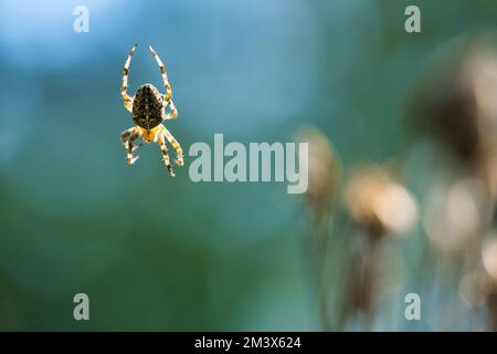 Eine Kreuzspinne, die vor einem unscharfen Hintergrund auf einem Spinnennetz krabbelt Stockfoto