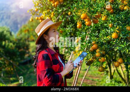 Asiatische Landwirtin bei der Arbeit und Qualitätskontrolle von organischen Orangenfrüchten im Orangengarten. Agrarindustrie mit Technologiekonzept. Intelligente Farm. Stockfoto