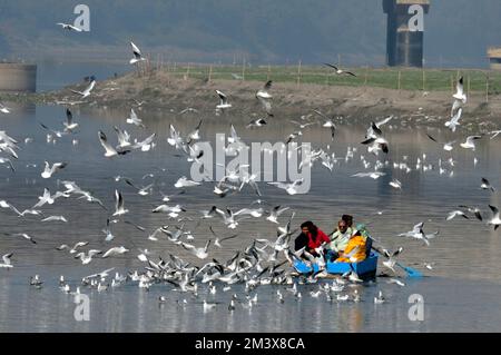 17. Dezember 2022, Delhi, Delhi, Indien: Fly for Food........ Seagull Running Fly for Feed Sarrounding Touristenboot am Ufer von Yamuna in Neu-Delhi (Kreditbild: © Ravi Batra/ZUMA Press Wire) Stockfoto