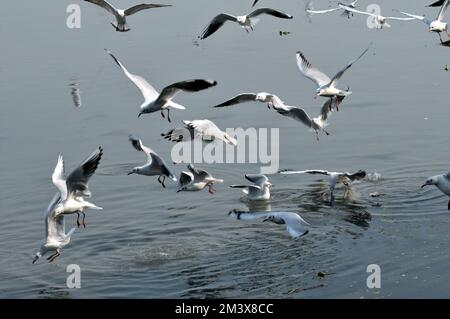 17. Dezember 2022, Delhi, Delhi, Indien: Fly for Food........ Seagull Running Fly for Feed Sarrounding Touristenboot am Ufer von Yamuna in Neu-Delhi (Kreditbild: © Ravi Batra/ZUMA Press Wire) Stockfoto