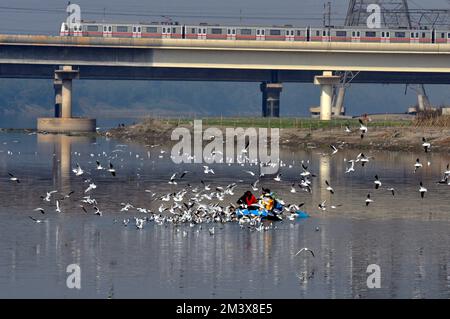 17. Dezember 2022, Delhi, Delhi, Indien: Fly for Food........ Seagull Running Fly for Feed Sarrounding Touristenboot am Ufer von Yamuna in Neu-Delhi (Kreditbild: © Ravi Batra/ZUMA Press Wire) Stockfoto