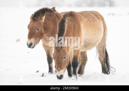 Przewalskis Pferde im Schnee im kalten Winter. Zwei Pferde nebeneinander. Ein Pferd sucht Essen unter Schnee, ein anderes schaut sich um. Stockfoto