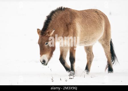 Dzungarisches Pferd, das im Schnee läuft. Mongolei Przewalskis Pferd bei kaltem Wetter im Naturlebensraum der Mongolei. Wildtiere in der Mongolei. Equus ferus Stockfoto