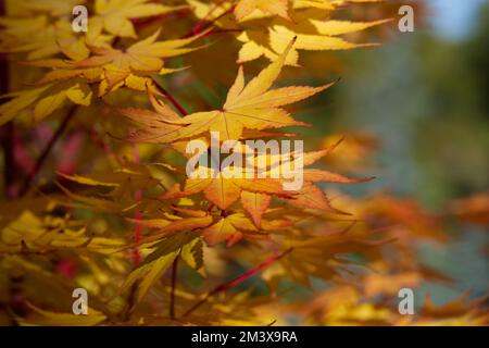 Herbstlaub von Ahorn mit Korallenrinde Acer palmatum Sango-kaku im britischen Garten Oktober Stockfoto