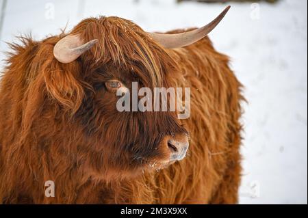 Higland-Rinder in Schneekumla Schweden Stockfoto