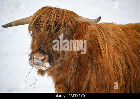 Higland-Rinder in Schneekumla Schweden Stockfoto