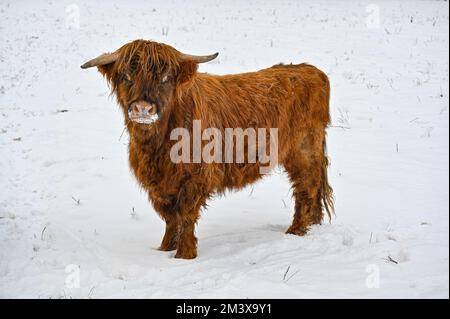 Higland-Rinder in Schneekumla Schweden Stockfoto