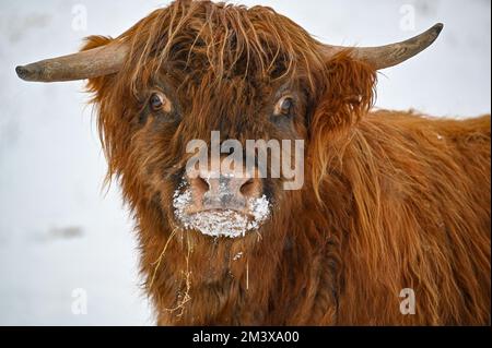 Higland-Rinder in Schneekumla Schweden Stockfoto