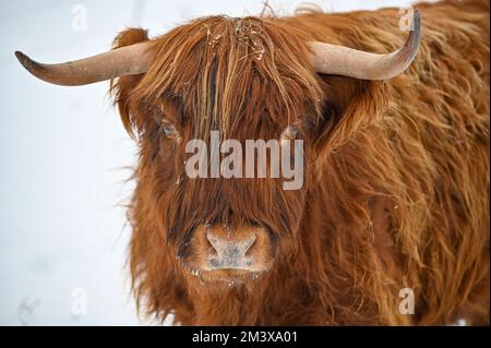 Higland-Rinder in Schneekumla Schweden Stockfoto