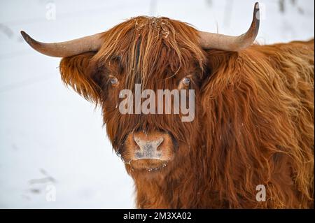 Higland-Rinder in Schneekumla Schweden Stockfoto