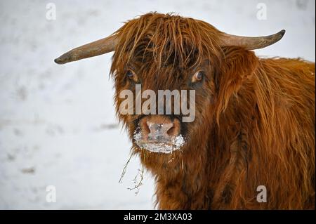 Higland-Rinder in Schneekumla Schweden Stockfoto