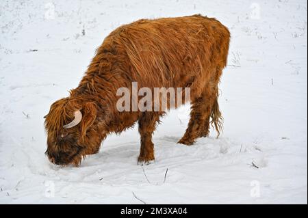 Higland-Rinder in Schneekumla Schweden Stockfoto