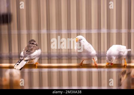 Vögel im Käfig in einer Tierhandlung Stockfoto