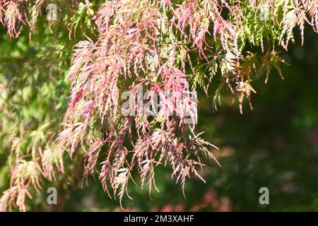 Herbstlaub von Acer palmatum dissectum Seiryu im britischen Garten Oktober Stockfoto