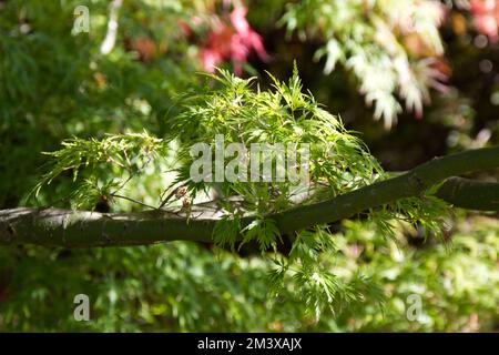 Herbstlaub von Acer palmatum dissectum Seiryu im britischen Garten Oktober Stockfoto