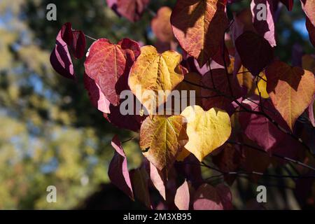 Herbstfarbe des Laubs auf dem Waldpfannenbaum von Cercis canadensis im britischen Garten Oktober Stockfoto