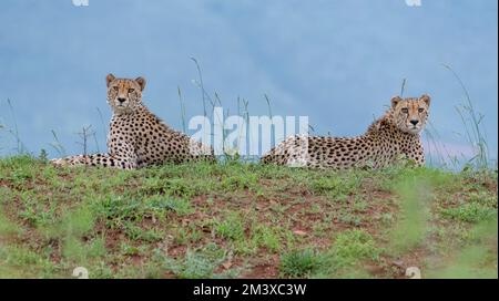 Zwei männliche Geparden (Acinonyx jubatus) aus Zimanga Private Reserve, Südafrika. Stockfoto