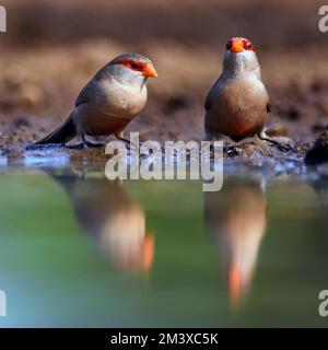 Gewöhnliche Wacholder (Estrilda astrild) an einem Teich im Zimanga Private Reserve, Südafrika. Stockfoto