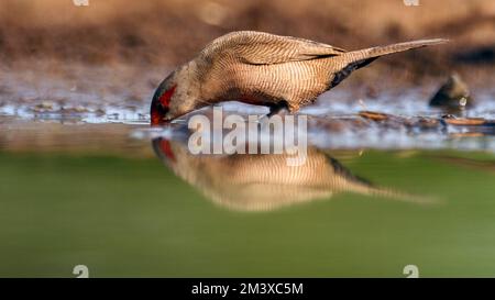Gewöhnliche Wachsfiguren (Estrilda astrild), die aus einem Teich in Zimanga Private Reserve, Südafrika, trinken. Stockfoto