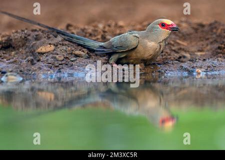 Roter Maulbeerfisch (Urocolius indicus) aus Zimanga, Südafrika. Stockfoto