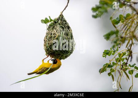 Dorfweber (Ploceus cucucullatus) baut Nest. Zimanga, Südafrika. Stockfoto