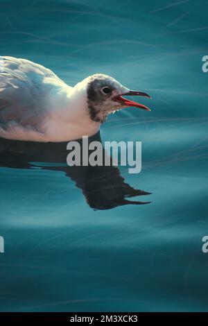 Eine Nahaufnahme einer im Meer schwimmenden Bonaparte-Möwe (Chroicocephalus philadelphia) Stockfoto